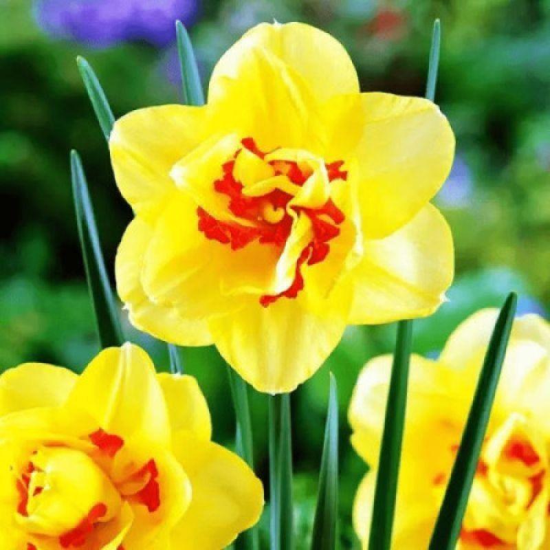 Нарцис махровий Tahiti 12/14