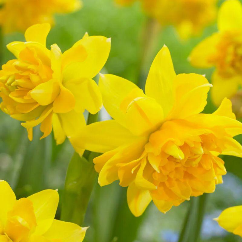 Нарцис махровий Tete Boucle 10/11