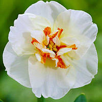 Нарцис спліт-корона Delta 12/14