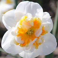 Нарцис спліт-корона Dolly Mollinger 12/14