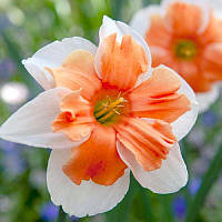 Нарцис спліт-корона Electrus 12/14