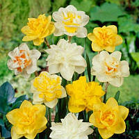 Нарцис махровий суміш 5 шт