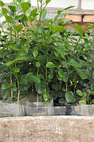 Муррайя волотчаста (японська карликова) (саджанці)