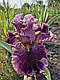 Ірис Cherry Parfait Чері Парфаїт (Johnson 2017) (сажниці), фото 3