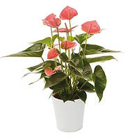 Рослина в горщику Anthu Sweet Dream Антуріум