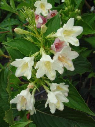 Саджанці Вейгела квітуча Alba (Weigela florida Alba) — 3 л. квіти червоні.