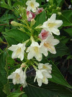 Саженцы Вейгела цветущая Alba (Weigela florida Alba) - 3л. цветы красные.