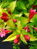 Саджанці Вейгела квітуча Aurea (Weigela florida Aurea) — 3 л. квіти яскраво-рожеві. 
