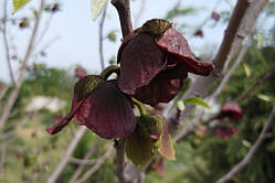 Азиміна (максиканський банан) (сажники)