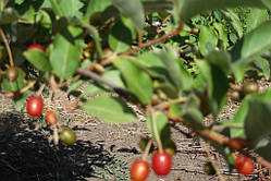 Гумі (сажники)