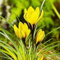 Крокус ботанічний Korolkowii 6+