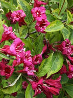 Саженцы Вейгела цветущая Brigela (Weigela florida 'Brigela') - 3 л. цветы ярко рубиновые.