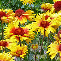 Саджанці Гайлардії великоквіткової Арізона Апрікот (Gaillardia aristata Arizona Apricot) Р9