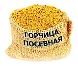 Гірчиця жовта 10 кг, фото 3