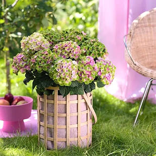 Саджанці Гортензії (3-річна) Меджикал Джевел, крупнолистна (Hydrangea macrophylla Magical Jewel) C2