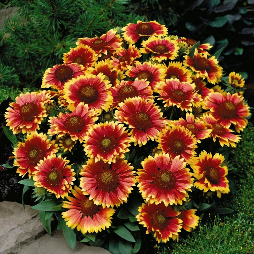 Саджанці Гайлардії великоквіткової Арізона Сан (Gaillardia grandiflora Arizona Sun) P9, фото 1