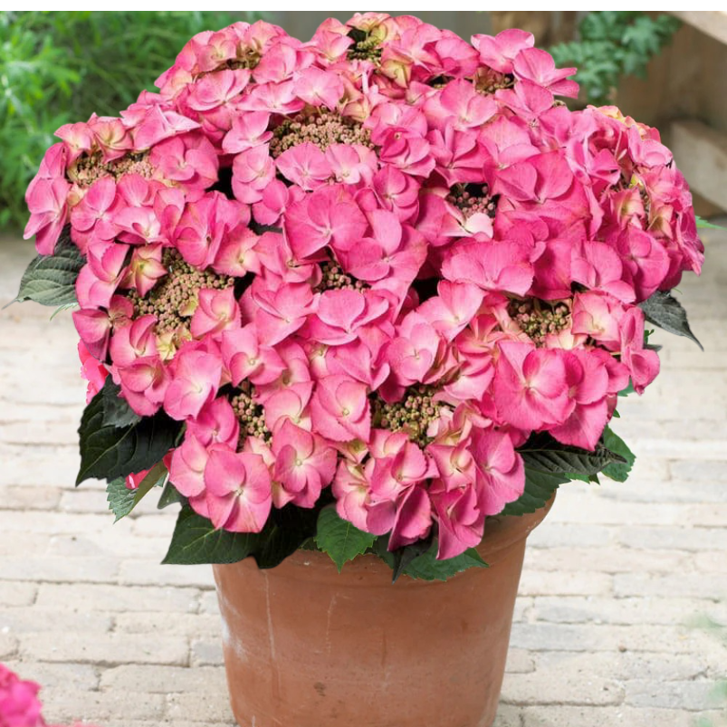 Саджанці Гортензії (3-річна) Тіффані Пінк, крупнолистна (Hydrangea macrophylla Tiffany Pink) C2, фото 1