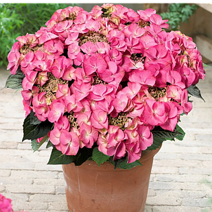 Саджанці Гортензії (3-річна) Тіффані Пінк, крупнолистна (Hydrangea macrophylla Tiffany Pink) C2