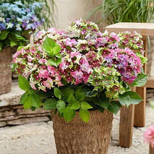 Саджанці Гортензії (3-річна) Леді Мата Харі Пінк, крупнолистна (Hydrangea macrophylla Lady Mata Hari Pink) C2