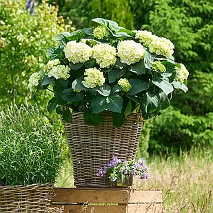 Саджанці Гортензії (3-річна) Айс Гьорл, крупнолистна (Hydrangea macrophylla Ice Girl) C2