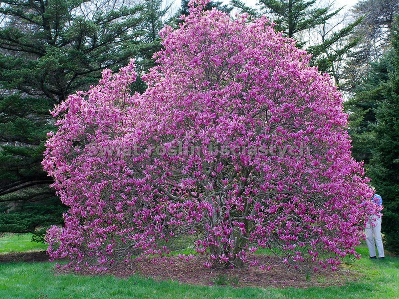 Магнолія Лілієфлора 2 річна, Магнолія Лілієцвітна, Magnolia liliiflora