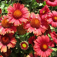 Саджанці Гайлардії великоквіткової Меса F1 Ред (Gaillardia grandiflora Mesa F1 Red) Р9