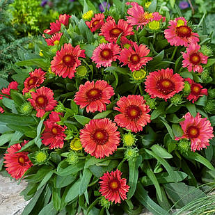 Саджанці Гайлардії великоквіткової Меса F1 Ред (Gaillardia grandiflora Mesa F1 Red) Р9