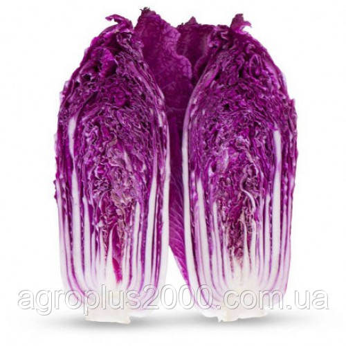 Насіння Капуста пекінська KS 888 F1, 1000 насінин Kitano Seeds