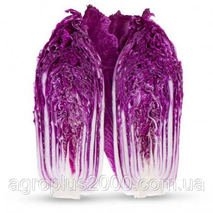 Насіння Капуста пекінська KS 888 F1, 1000 насінин Kitano Seeds, фото 1