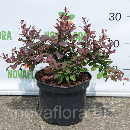 Барбарис тунберга 'Короніта / Coronita' 3л 20-30см, фото 1