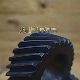 Шестерня колінвала Д-65 ЮМЗ (калена) Д03-005, фото 4