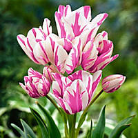 Набір 5 цибулин Тюльпан мультіфлора Candy Club 11/12