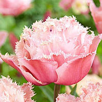 Тюльпан махровий оторочений Pink Magic 11/12