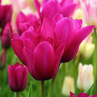 Набір 5 цибулин Тюльпан мультіфлора Night Club 11/12