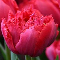 Набір 5 цибулин Тюльпан махровий оторочений Love Magic 12+