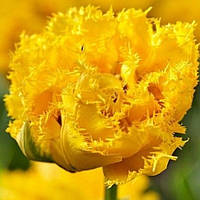 Набір 5 цибулин Тюльпан махровий оторочений Mon Amour 11/12