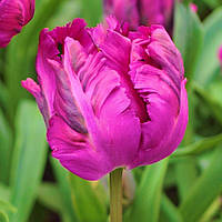 Набір 5 цибулин Тюльпан папуговий Parrot Prince 11/12