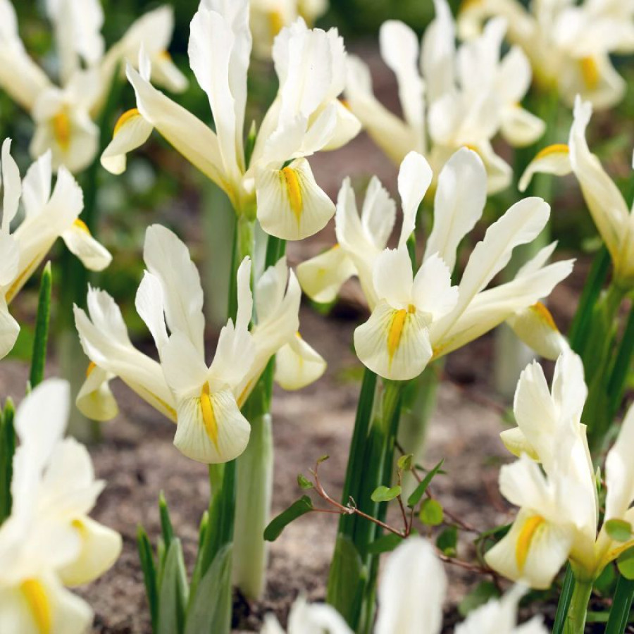 Набір 5 цибулин Ірис сітчастий Louise 6+, фото 1