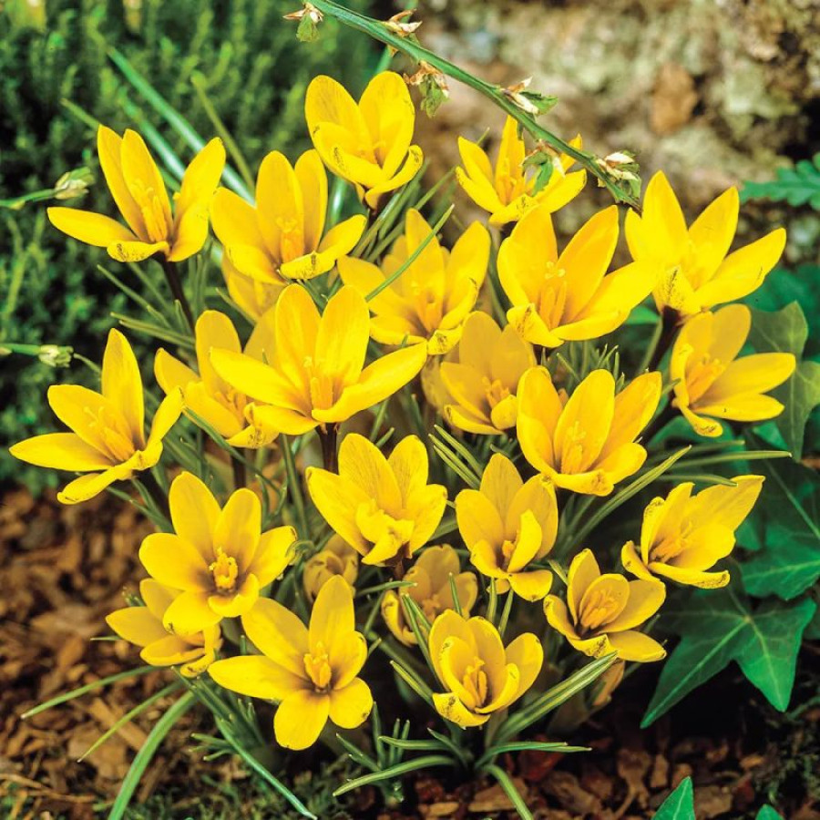 Набір 5 цибулин Крокус ботанічний Korolkowii 6+, фото 1