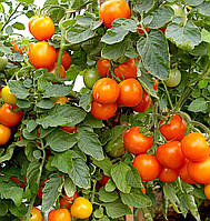 Насіння томату Помаранчевий землероб F1 10 шт