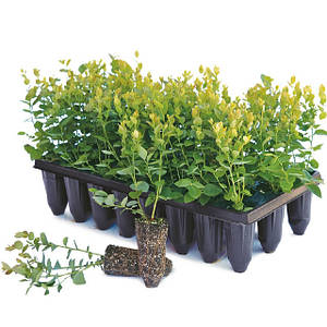 Касети для розсади