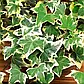 Саджанці Плюща звичайного Глациєр (Hedera helix Glacier), фото 3