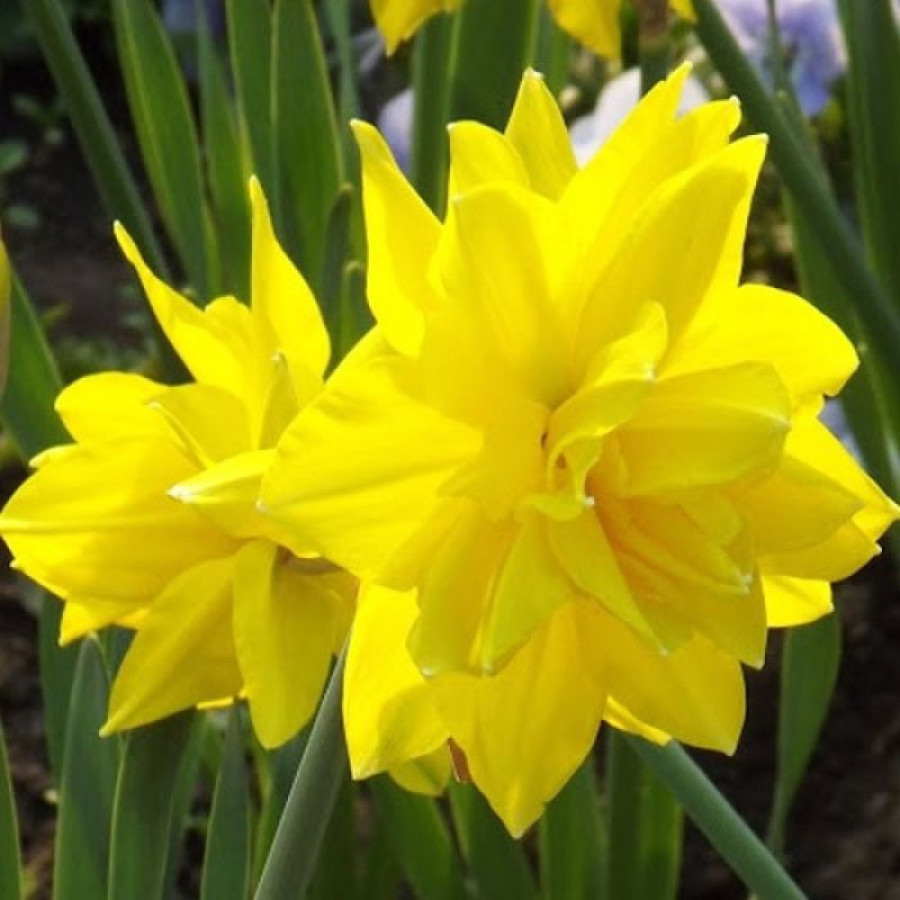 Набір 5 цибулин Нарцис махровий букетний Golden Delicious 12/14, фото 1