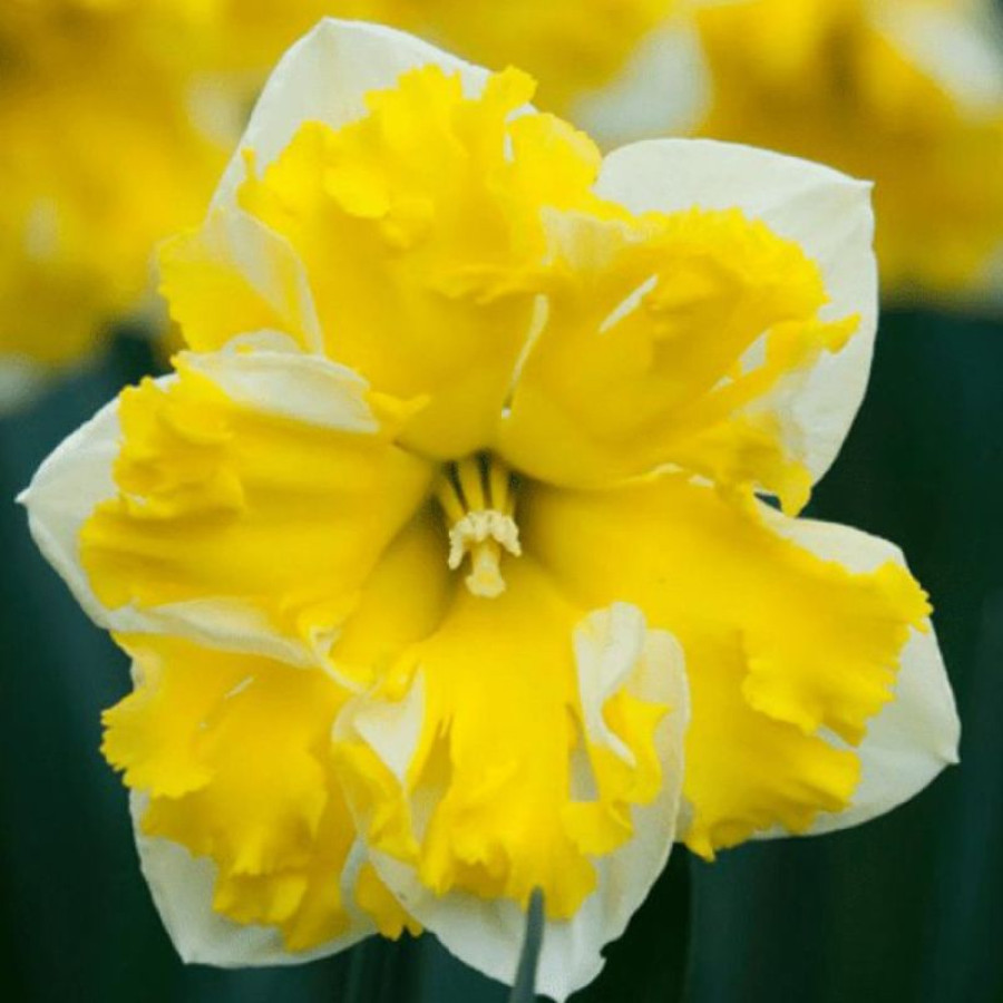 Набір 5 цибулин Нарцис спліт-корона Banana Splash 12/14, фото 1