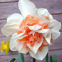 Нарцис махровий Replete 12/14