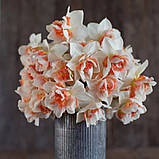 Набір 5 цибулин Нарцис махровий Replete 12/14, фото 2