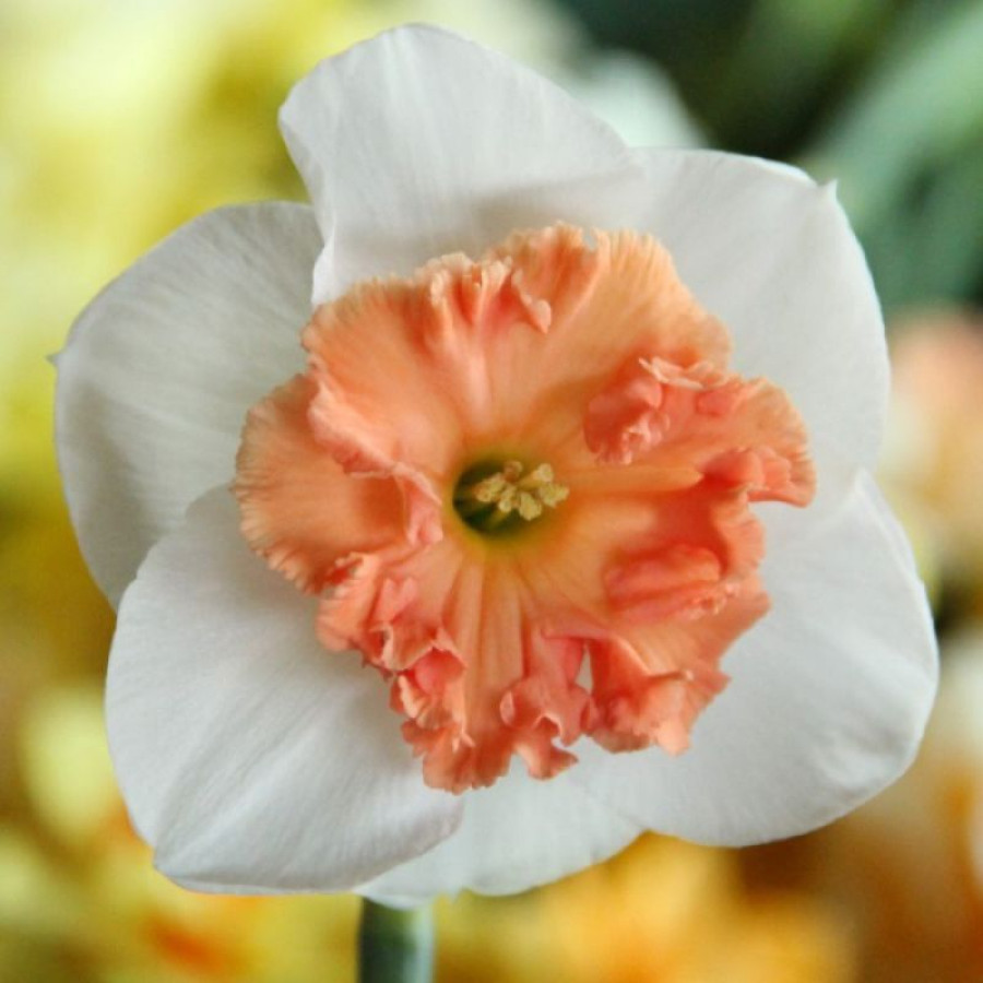 Набір 5 цибулин Нарцис корончатий Precocious 12/14, фото 1