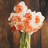 Набір 5 цибулин Нарцис корончатий Precocious 12/14, фото 2