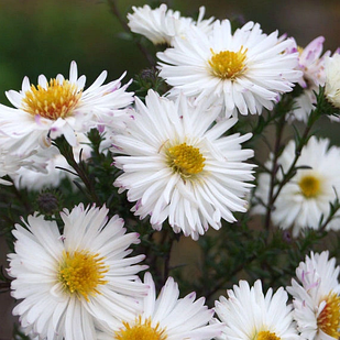 Саджанці Айстри новобельгійської Артік Вайт (Aster novi-belgii Artik White) P9
