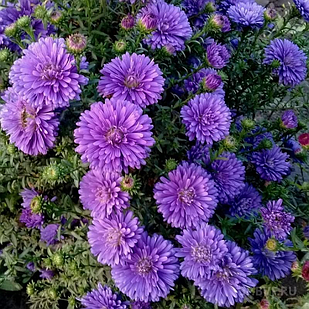 Саджанці Айстри новобельгійської Блаю Баю (Aster novi-belgii Blue Bayou) P9